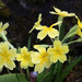11th March primrose by valpetersen
