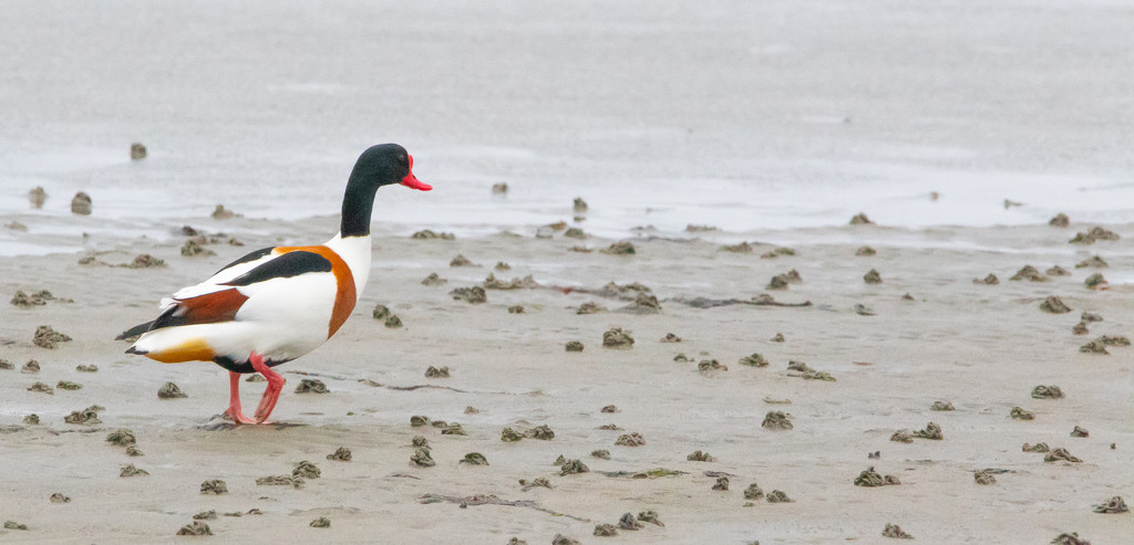 Shelduck by lifeat60degrees