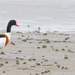 Shelduck by lifeat60degrees