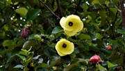 15th Mar 2020 - Hibiscus tilaceus Cottonwood Hibiscus ~   