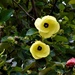 Hibiscus tilaceus Cottonwood Hibiscus ~    by happysnaps