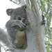 a bundle of Hugo by koalagardens