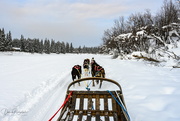 13th Mar 2020 - View from our sled dog ride