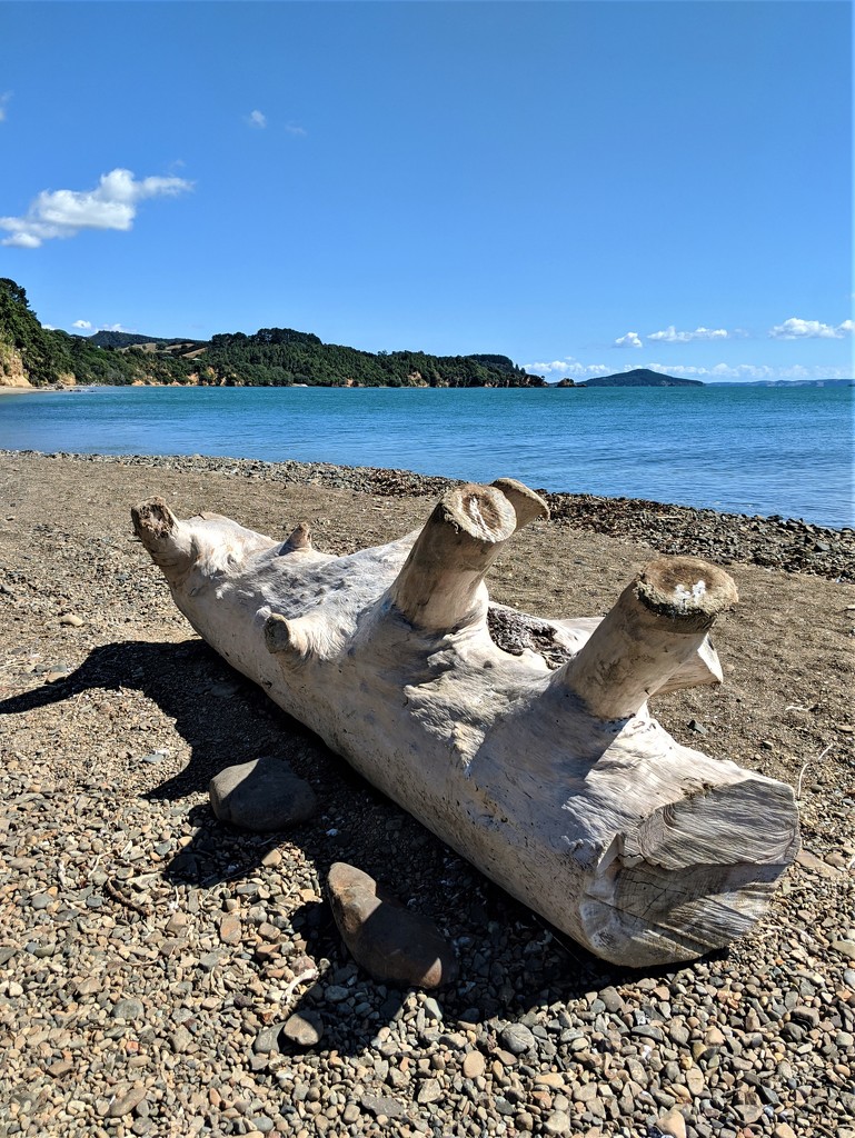 A beached whale morphed into a log by sandradavies