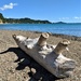 A beached whale morphed into a log by sandradavies