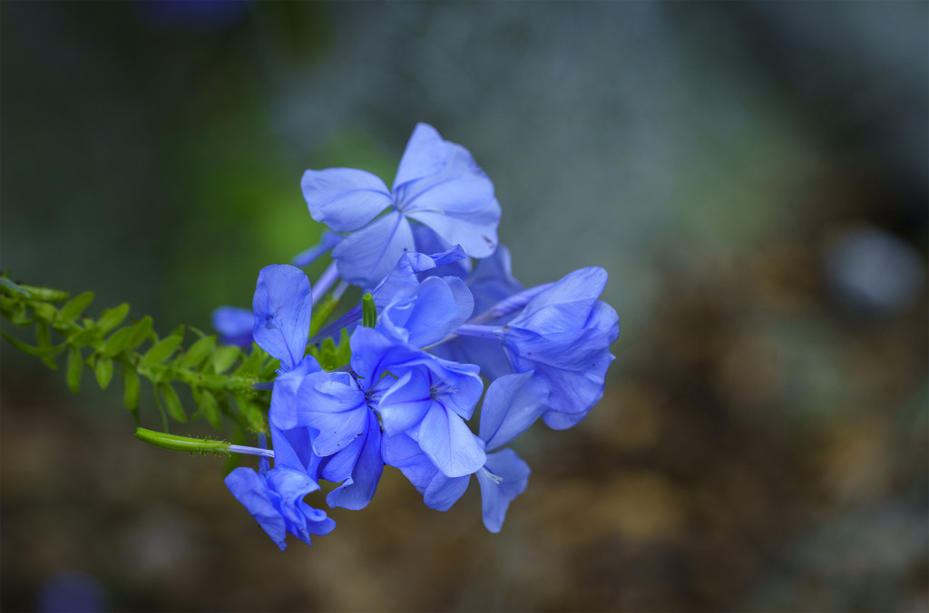  Blue Flowers  by jgpittenger