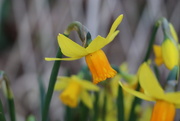 2nd Mar 2020 - Daffodils
