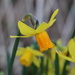 Daffodils by daffodill