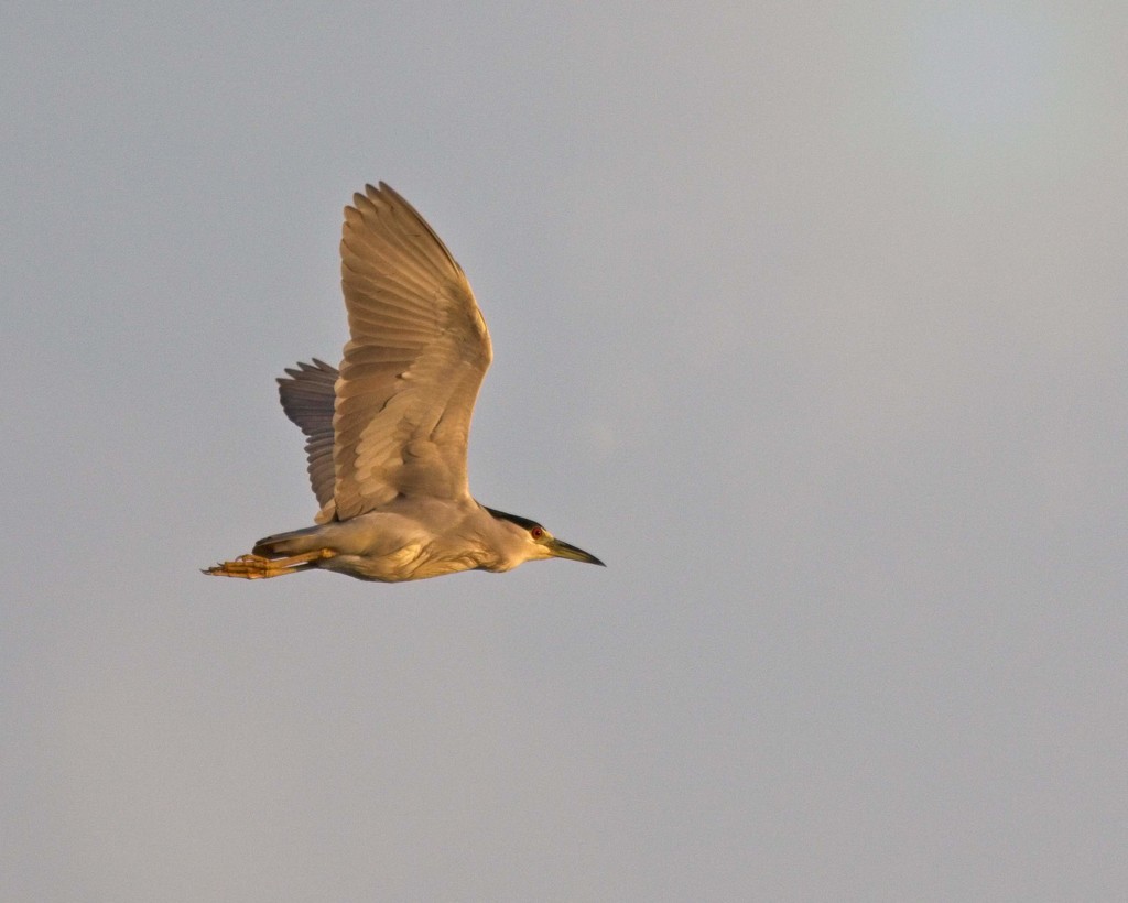 LHG-1819- BlackCrowned Night Heron in flight   by rontu