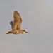 LHG-1819- BlackCrowned Night Heron in flight   by rontu