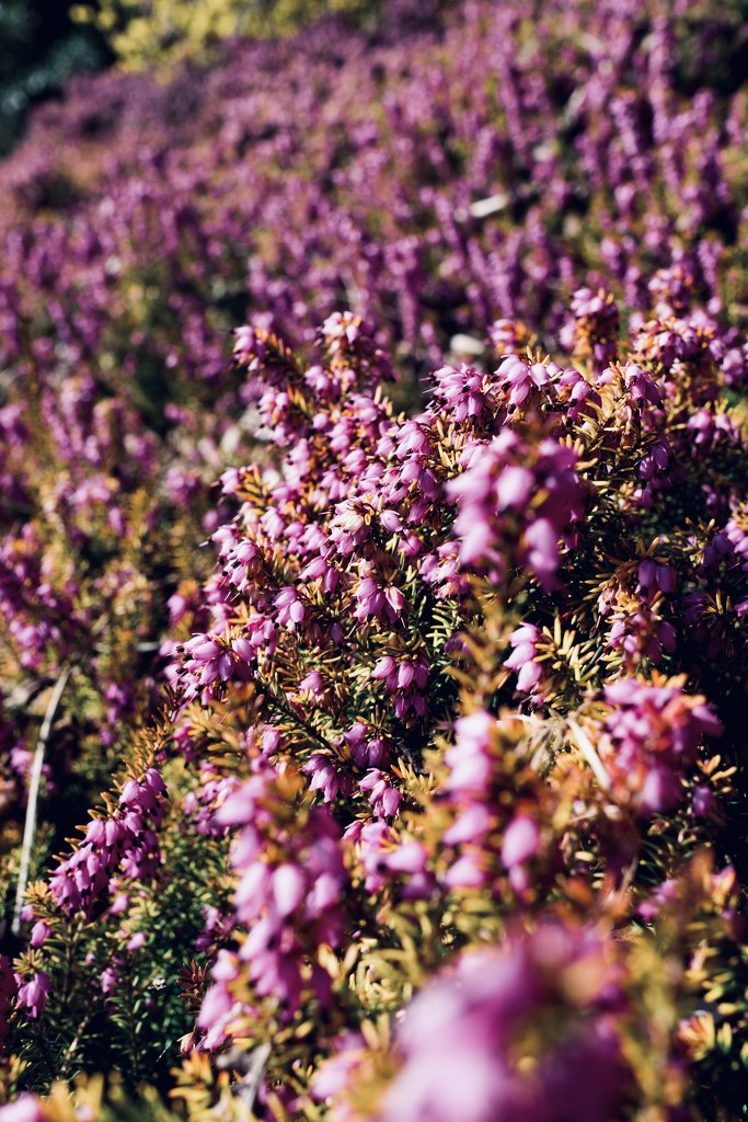 A bank of purple heather by cristinaledesma33