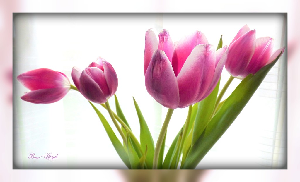 Pink Tulips  by beryl