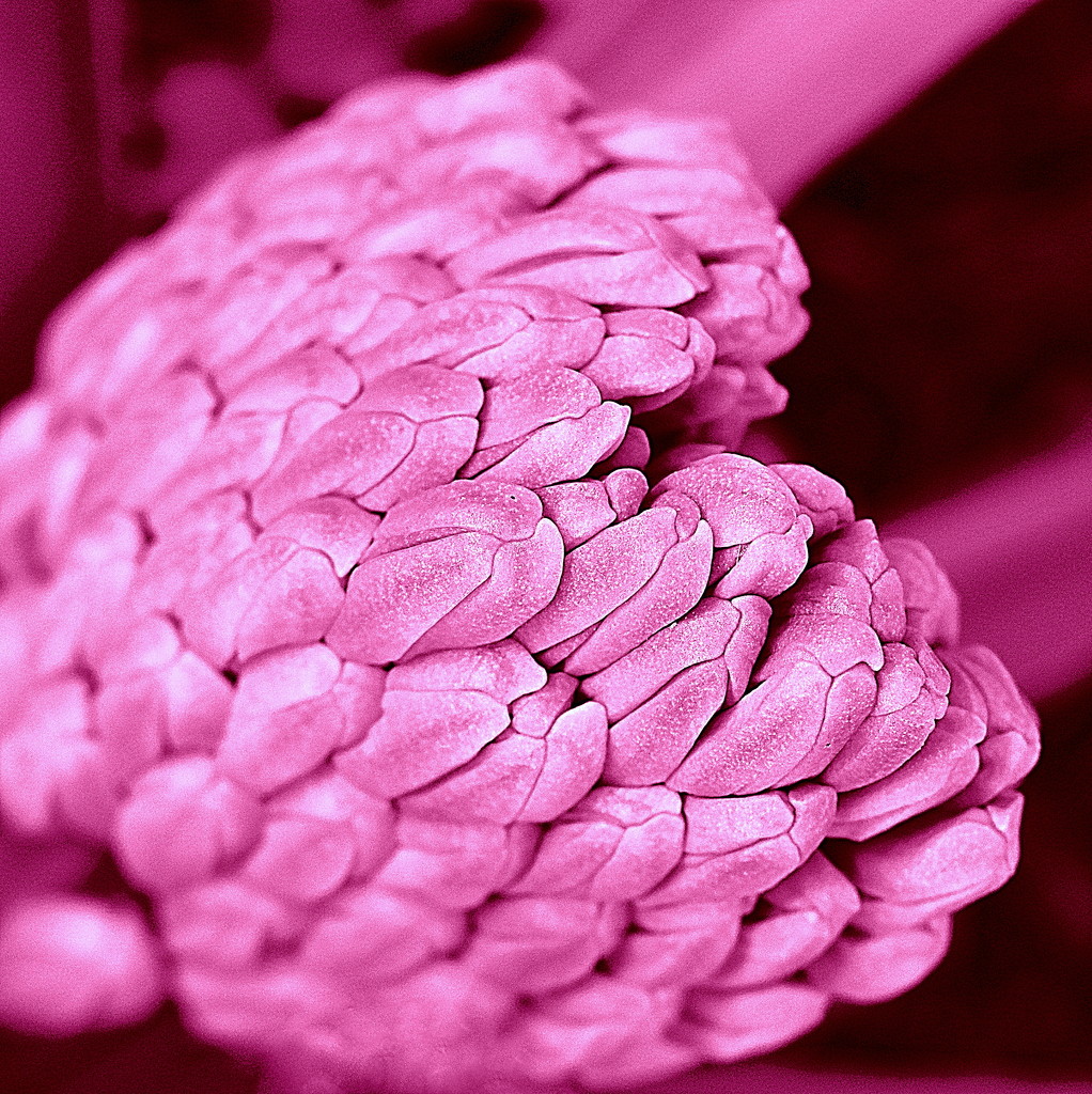 Nature - Pink 3 by genealogygenie