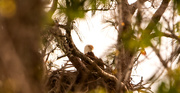 14th Mar 2020 - Bald Eagle at the Nest!