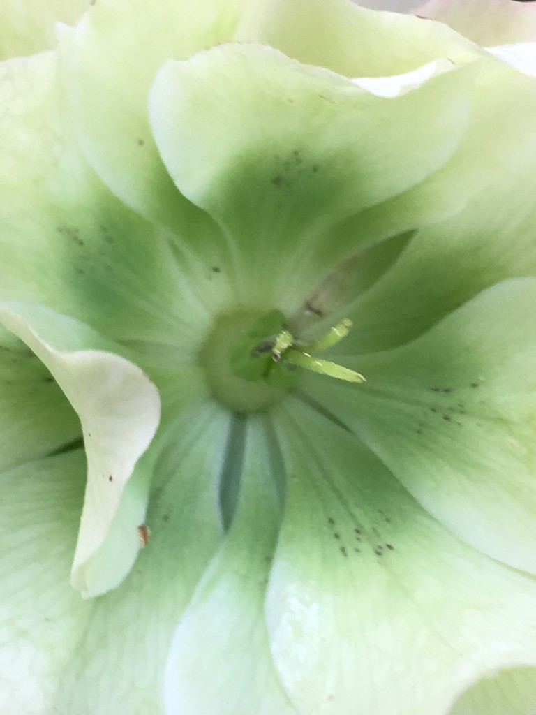 Hellebore  by cataylor41