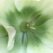 Hellebore  by cataylor41