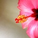 Cvijet hibiskusa by vesna0210