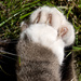 paws & claws by lastrami_