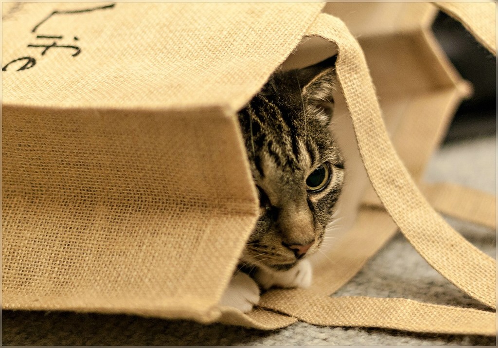 let the cat out of the bag! by lastrami_