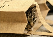 11th Feb 2020 - let the cat out of the bag!