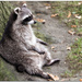 raccoon by lastrami_