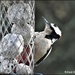 No wonder the suet balls keep disappearing by rosiekind