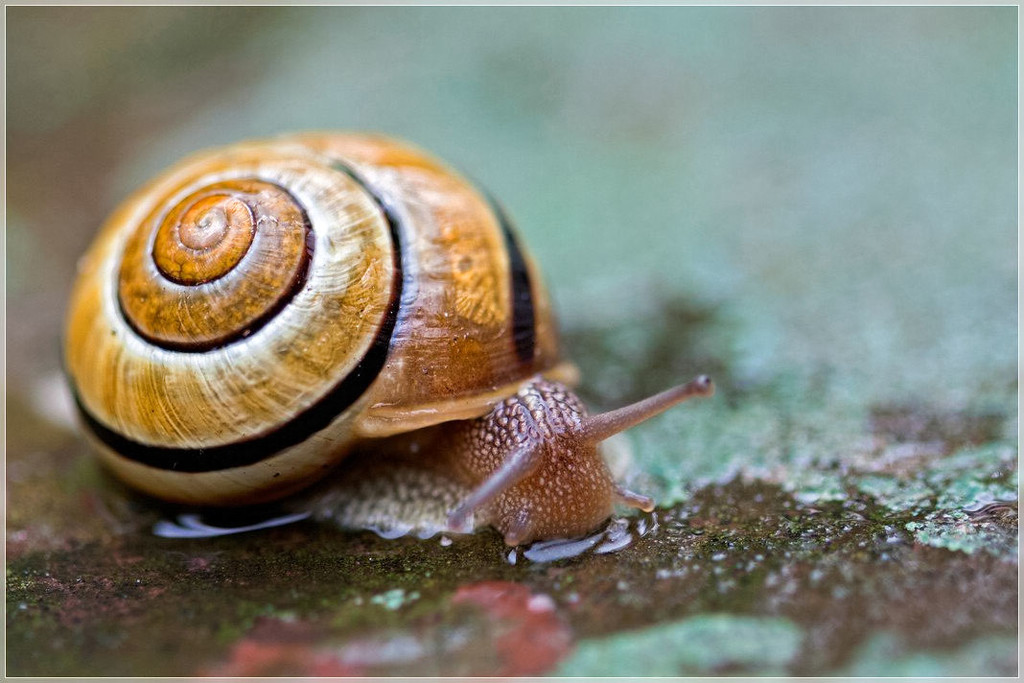 snail by lastrami_