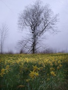 15th Mar 2020 - Wild English Daffodils
