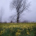 Wild English Daffodils by 30pics4jackiesdiamond