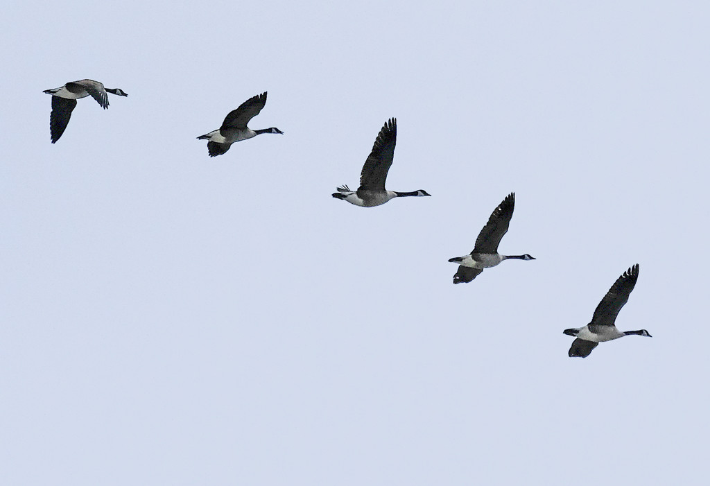 Geese in Flight  by tosee