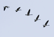 15th Mar 2020 - Geese in Flight 
