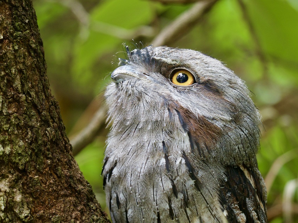 Tawny Frogmouth P3150272 by merrelyn