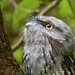 Tawny Frogmouth P3150272 by merrelyn
