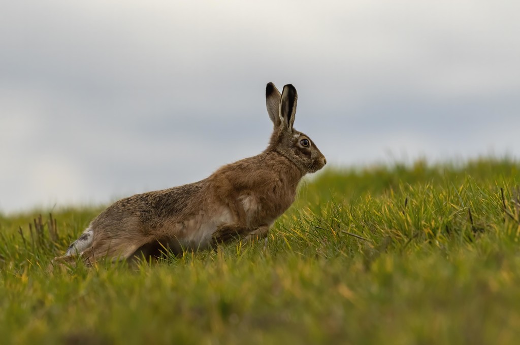 Hare on the run by shepherdmanswife