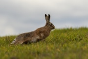15th Mar 2020 - Hare on the run