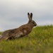 Hare on the run by shepherdmanswife