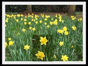 11th Mar 2020 - Daffodils