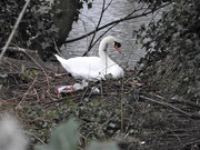 11th Mar 2020 - Swan Nesting
