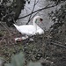 Swan Nesting by oldjosh