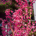 Pink Blossom by yorkshirekiwi