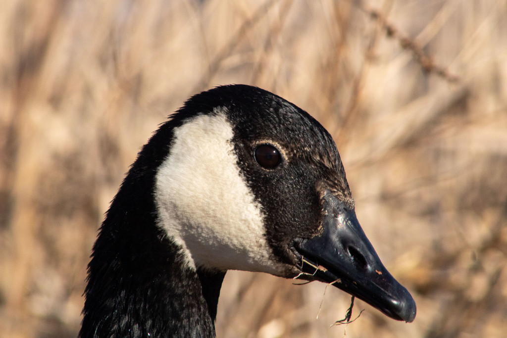 Canada Goose by tdaug80