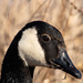 Canada Goose by tdaug80