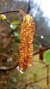 15th Mar 2020 - Raindrops and catkins