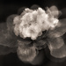 primrose bw by jernst1779