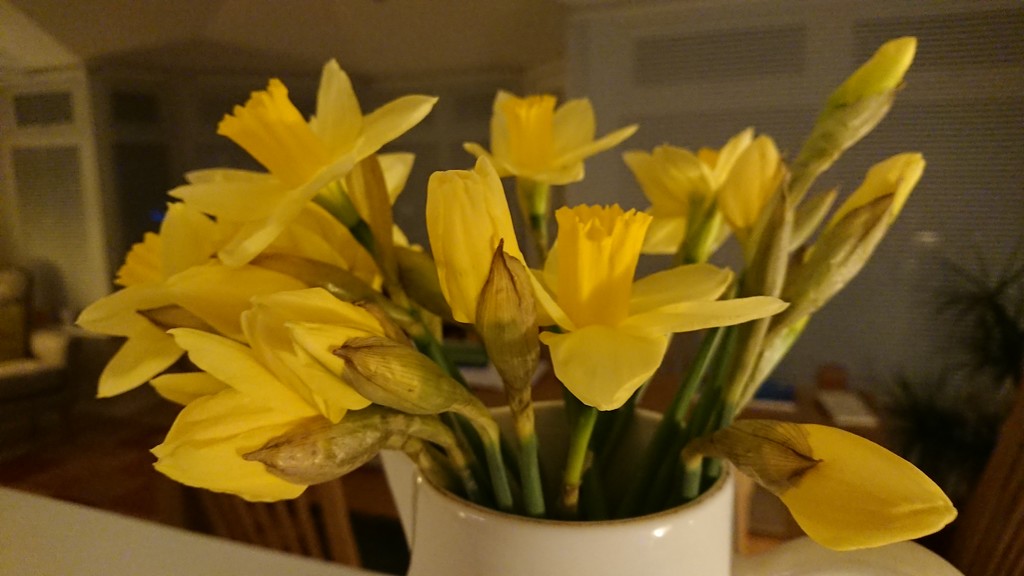 Daffodils!  by peadar
