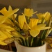 Daffodils!  by peadar