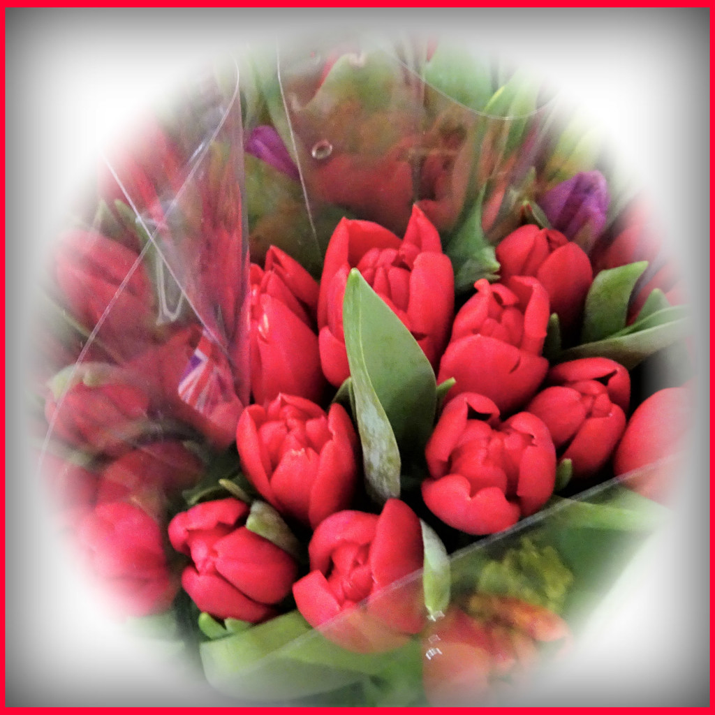 Red Tulips  by beryl