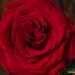 'Because It's Thursday' Rose by selkie