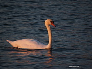 15th Mar 2020 - Illuminated Swan