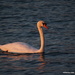 Illuminated Swan by selkie